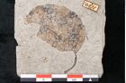 Foto (Detailansicht) von Zizyphus paradisiacus Unger (NHMW-GEO-2024-0188-6673)